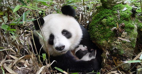 8只野生大熊猫跑进甘肃,它们那么温顺,在野外有天敌吗