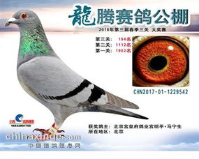 北京宫皇府鸽业 中信网铭鸽展厅 www.ag188.com 