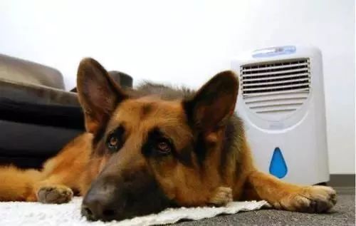 宠物每日小知识 狗狗夏季空调病的症状及治疗方法 