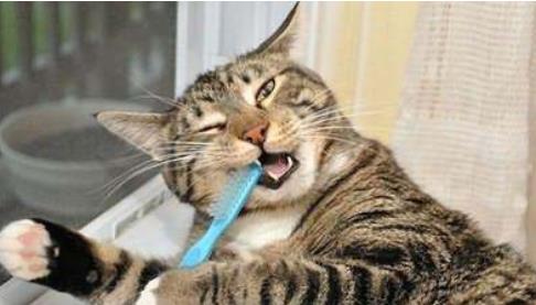 科普 猫咪牙齿健康常识 重要而鲜为人知的知识