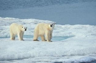 极地探索邮轮 北极熊王国 斯瓦尔巴特群岛环岛巡游14日海上假期 