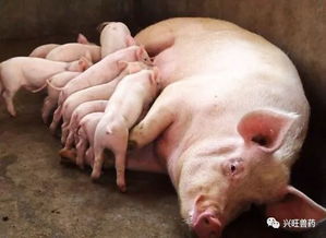 为什么哺乳期的母猪不宜喂饱 纯粹是为了它们母子的健康