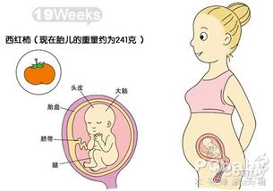 怀孕19周肚子有多大(怀孕19周胎儿有多大)