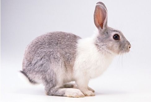 小兔的脚印是什么图形 