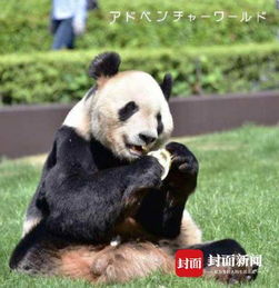 旅日大熊猫 良浜 产仔 全球海外 出差 大熊猫约50只