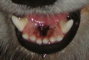 狗狗下牙龈有黑块,附图 