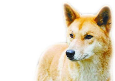 澳洲野犬祖先是中国南方家犬