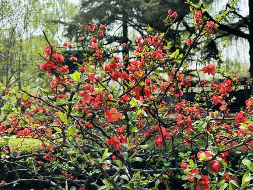 花开陶然 邀你共赴一场海棠盛宴