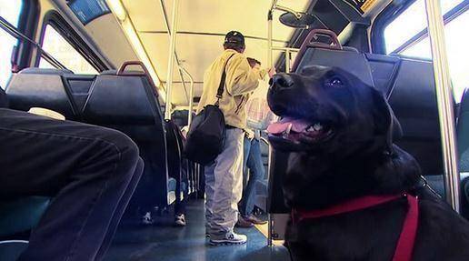 狗狗自己坐公交出去游玩,乘客都被它的样子惊到