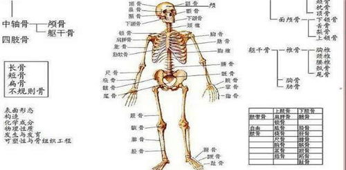 为什么我们比欧美人少两块骨头 说出来你都不一定会相信