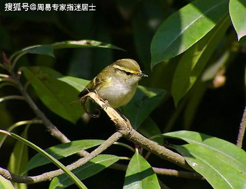 2021年5月6日十二生肖运势详测 在生活上开支很多,不过进账足够丰厚