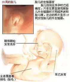 1 40周胎儿的生长发育过程图