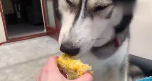 狗狗 吃玉米真的很简单 