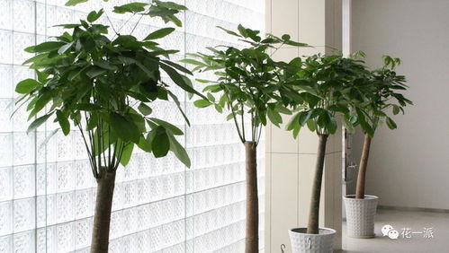 室内好养的绿植盆栽,最好养的室内盆栽植物有哪些