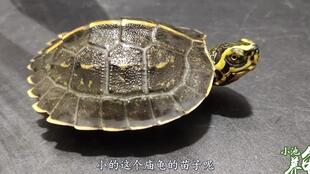 亚洲巨龟这种是半水龟,但是偏陆地,能长到50斤