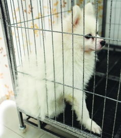 银狐犬不满 爱妻 被送走一怒咬伤主人脚 