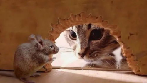 为什么猫捉老鼠时,老鼠不会咬猫,人捉老鼠却总是被咬 