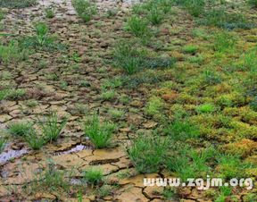 梦见沼泽地