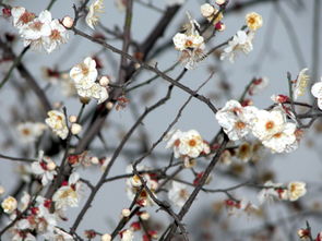 中国第九届梅花腊梅展暨武汉梅花节开幕