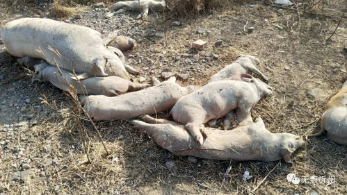 忻州三十多头不明原因死猪被弃牧马河畔,忻府区政府办回应来了