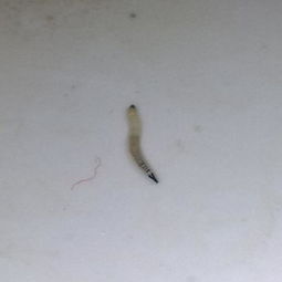 卫生间里的小虫子,长度不到一厘米,谁能告诉我这是什么 我家是山东的