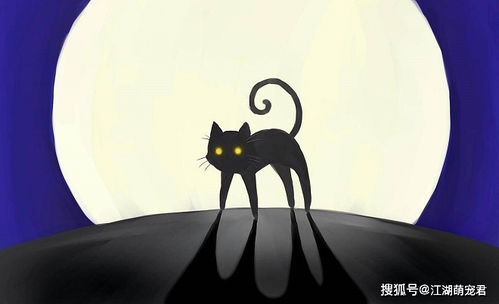 你身边有人养黑猫吗 为什么很少看到黑猫的身影