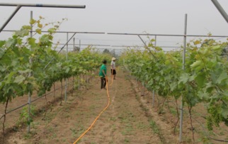 葡萄种植方法与技术管理,宝光葡萄种植技术与管理？