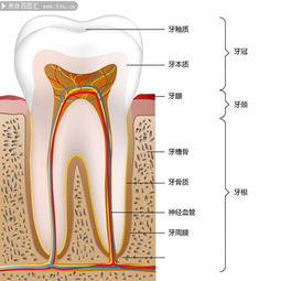 牙齿结构图图片