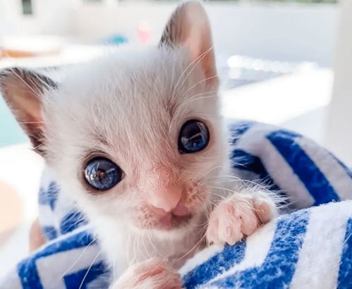 捡回一只小猫幼崽,养了一阵睁开眼睛后,蓝色瞳孔引人注目