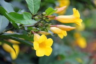 黄蝉花的养殖方法和注意事项,黄蝉花的养殖方法？