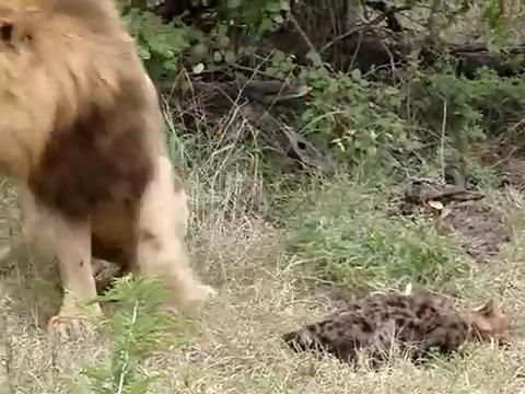 动物世界 狮子为什么很少吃鬣狗肉