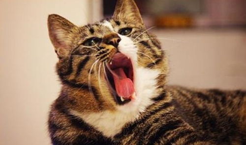 猫咪可以吃花生吗 说法正确,这样的吃法才不会让猫主子过敏