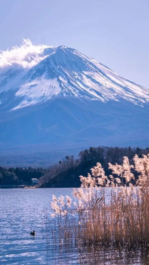 谁能凭爱意将富士山私有什么意思(富士山下算表白还是暗恋)