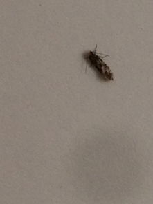 家里墙上好多这样的小虫子,谁知道这是什么 怎么能消灭 