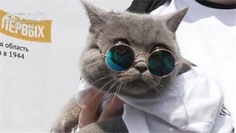 俄罗斯庆祝国际猫咪日 今天你撸猫了吗