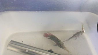 6厘米珍珠罗汉鱼适合多少度水温啊 几厘米起头啊 