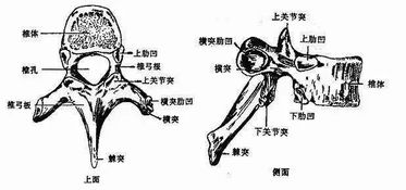 c3-5层面棘突间隙少许水肿是什么意思？