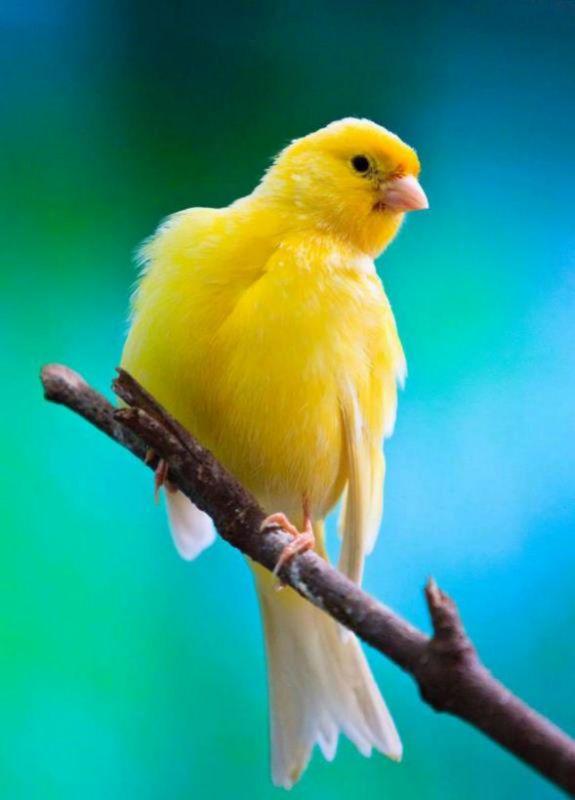 杨洲黄玉鸟怎样繁殖小鸟,用人工喂养吗 