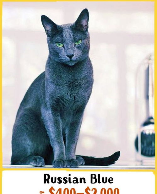 15种世界最贵桑桑的猫品种 居然有皇室才养得起的猫