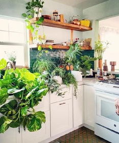 厨房养什么花和植物好,厨房养什么花？这些植物让你的厨房焕发新生！