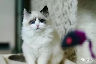 布偶猫 告诉你什么叫做真正的美貌 
