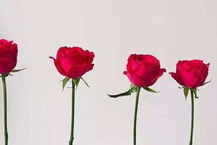 水养玫瑰花怎么养,水养玫瑰花：娇艳绽放在室内的秘诀