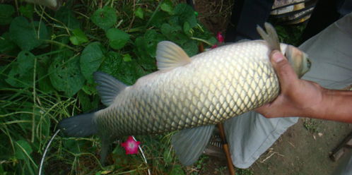 河里钓鱼,山上捉野兔