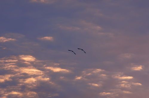 飞翔在那木措上空 