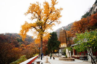 盘山门票,盘山风景区门票攻略-第1张图片