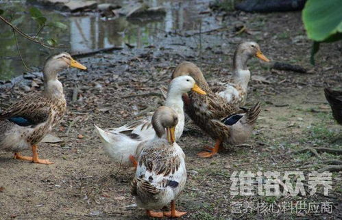 养鸭的饲料比例怎么配,鸭子的饲料配比技巧方法