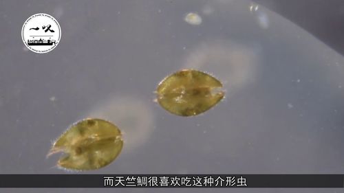 海洋中的 喷火鱼 个头不足20厘米,却能喷出3米长的火焰 