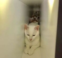 客人一来猫咪全失踪,竟集体 倒车入库 躲进超窄小柜子