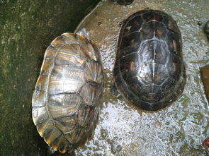 请问这两只是什么龟 应该超过20cm,具体没测量,有多少大龟龄 这龟能长多大 养这龟可以吗 谢谢 