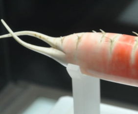 我深深地爱上你 河南博物馆的染色大萝卜